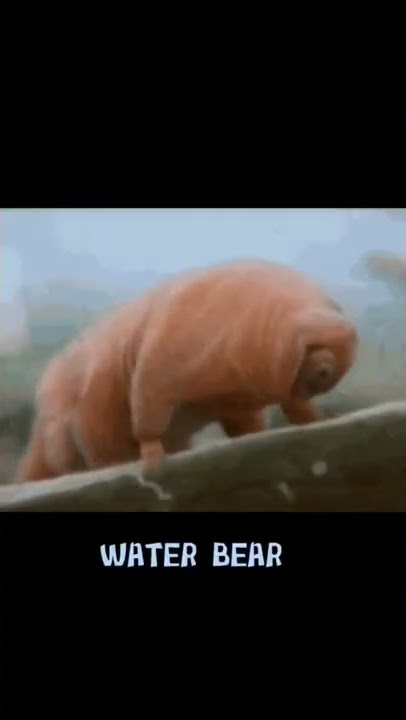 Real Life Mystical creatures #biology #microbiology #microscopic #watermark #tardigrade
