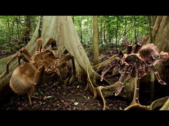 This Giant Spider Devours A Salmon Pink Goliath Birdnatures Alarming Predator
