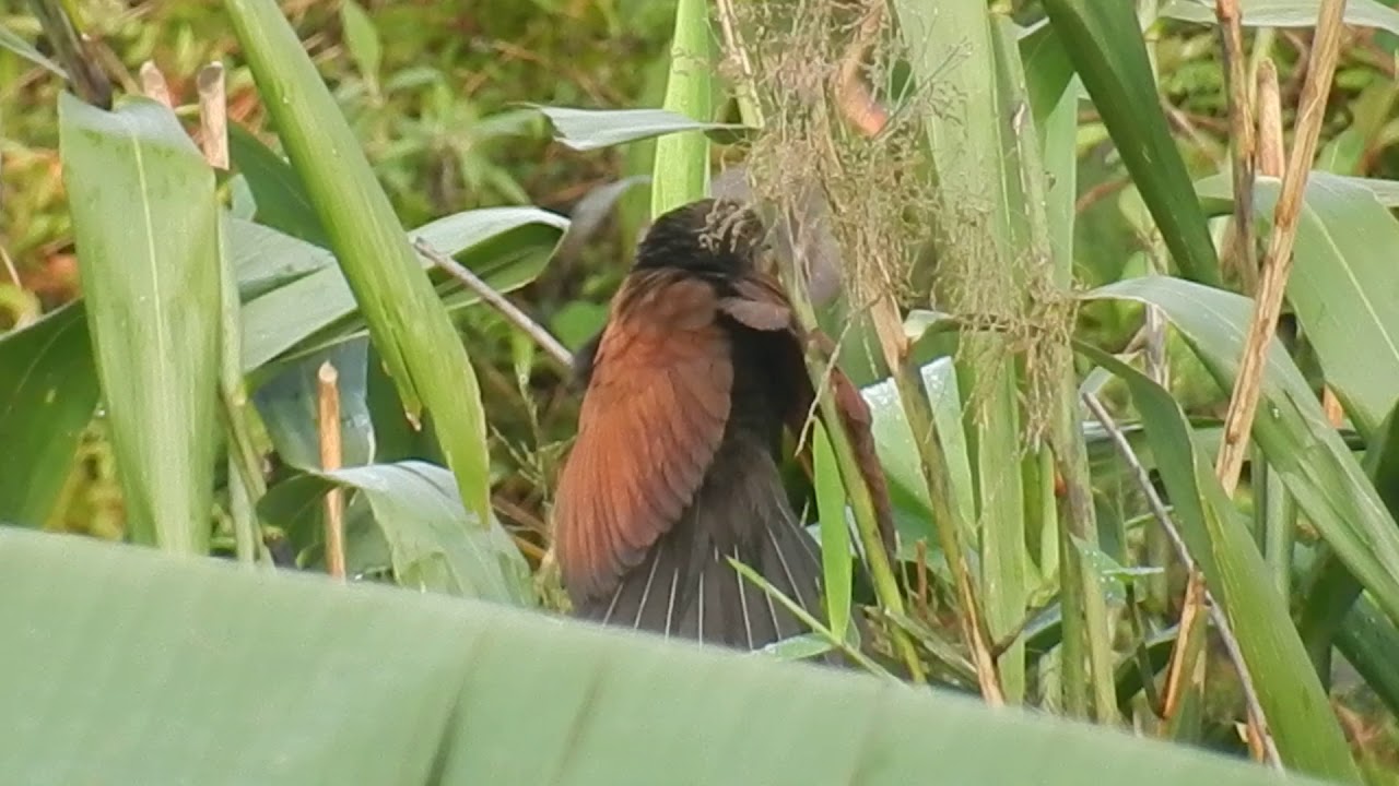 Greater Coucal (centropus sinensis) bird in nepal, amazing sound of Coucal bird vibrations