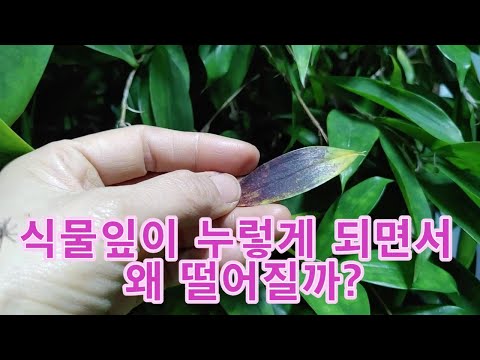 식물잎이 누렇게 되면서 떨어지는 이유?