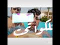 هربنين من العباسيه توتا اينو