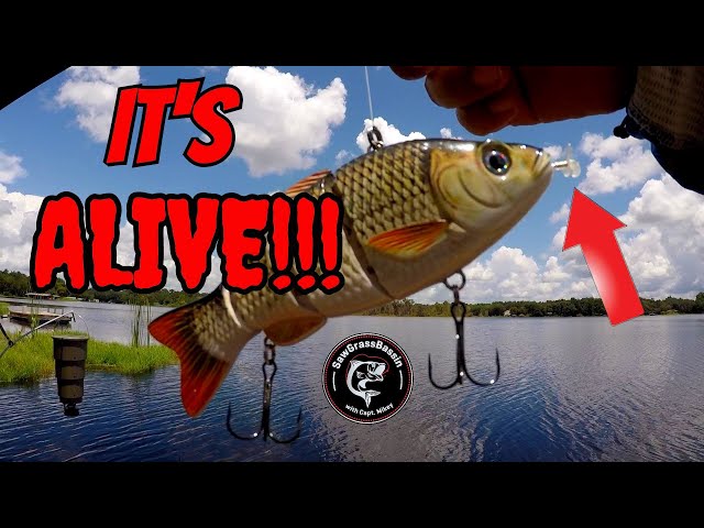 ROBOTIC LURE vs REAL LIVE BAIT!! Bass Fishing Challenge!! (Giant Bass  Caught!) 