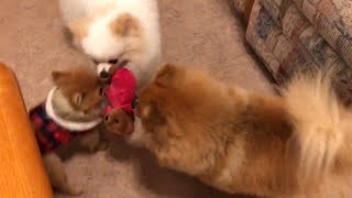 Pomeranians Hilarious Antics To Brighten Your Day