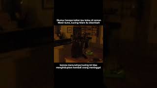 diumur berapa kalian taunya? #viral #videoshort #horror #kucing #kucinghitam