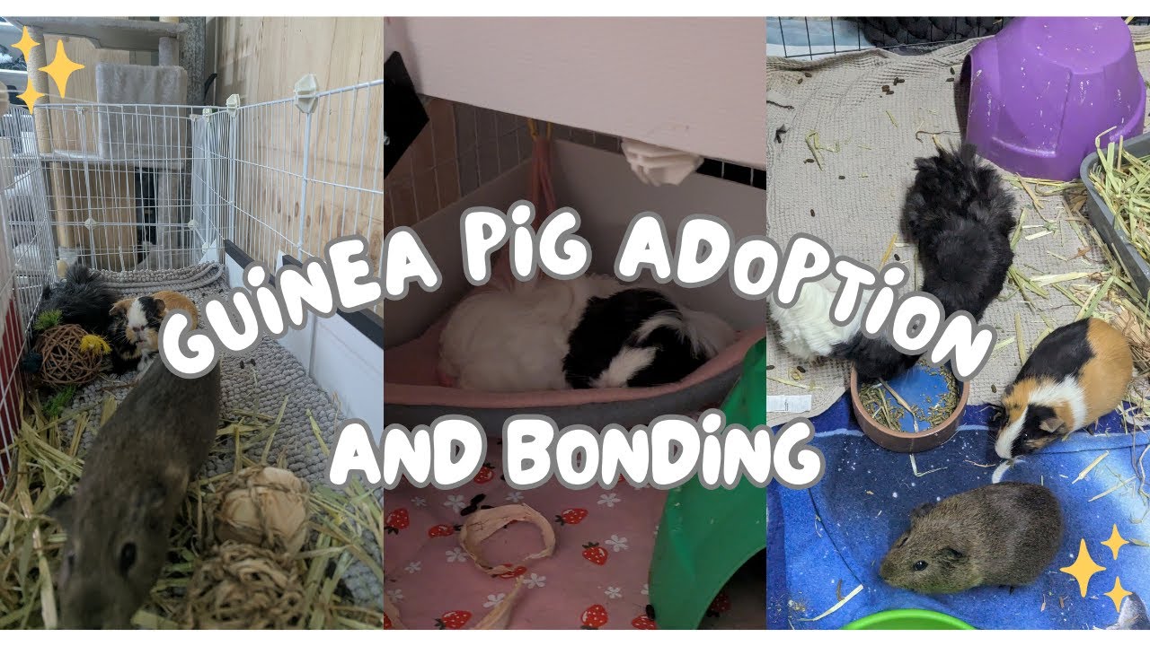 Guinea pig adoption and bonding