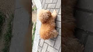 Dancing Poodle Alert! Outdoor Fun & Happy Moves #dancingpoodle #cutedogs
