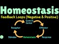 Homeostasis: Feedback Loops (Negative & Positive) Physiology