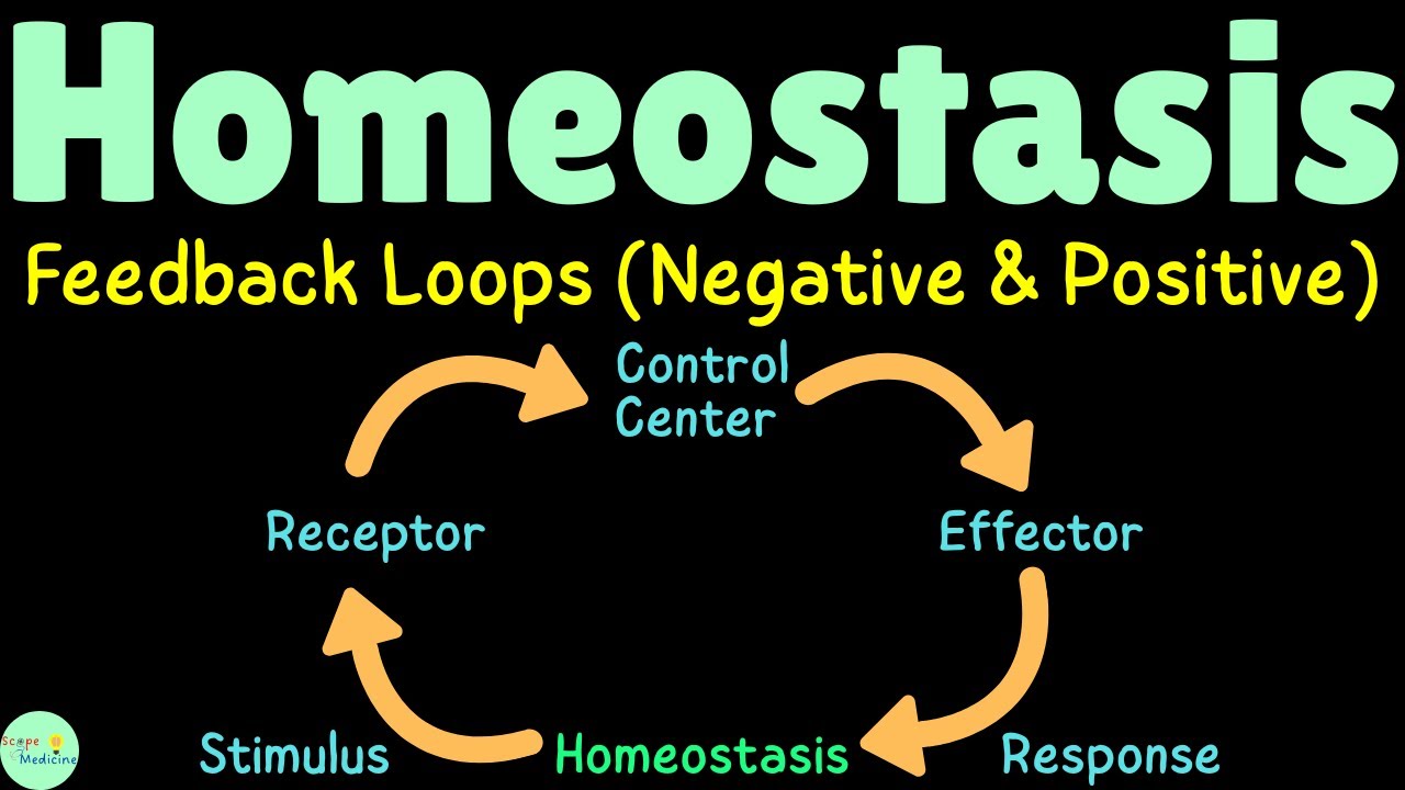 Гомеостаз: петли обратной связи (отрицательная и положительная) в физиологии.