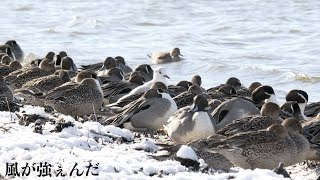 風が強ぇんだ（今季初のゆりかもめ）