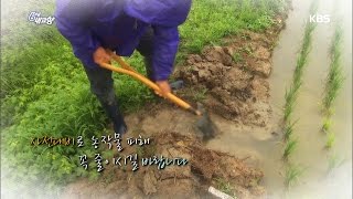 6시 내고향 - 시시콜콜 소식통 - 장마가 지나간 그 후!.20160711