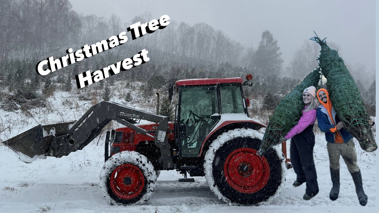 How We Harvest Christmas Trees On Our Family Farm - YouTube