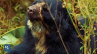 Peruvian coin raises awareness about endangered animals