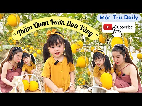 Video Vlog 59 ???? Bất Ngờ Vườn Dưa Vàng Ngay Việt Trì ????Bé... - youtube