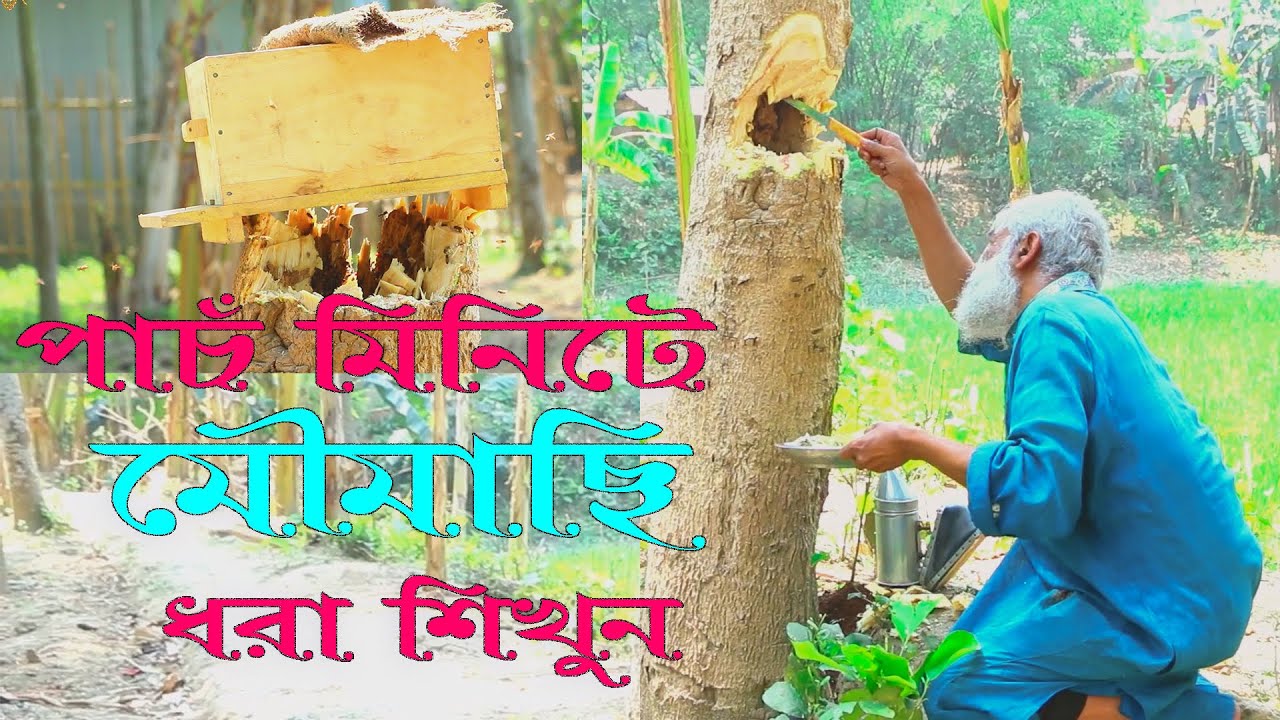 মৌমাছির চাক ধরবেন  কিভাবে ???