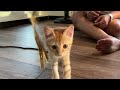 Soothing Sounds to Help Your Cat Relax