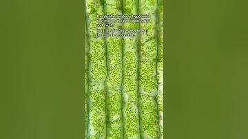 What Happens if we water Plants with Salt Water?❓😱#botany #plants #microscopy