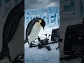 penguin made right choice