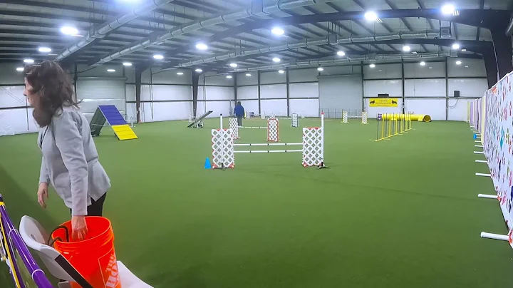 Nitro, AKC Agility; Novice Preferred FAST NQ