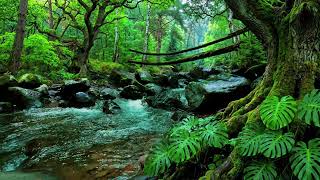 River Flowing Birds Chirping, Forest River Ambience to Help You Sleep Deeply and Feel at Peace