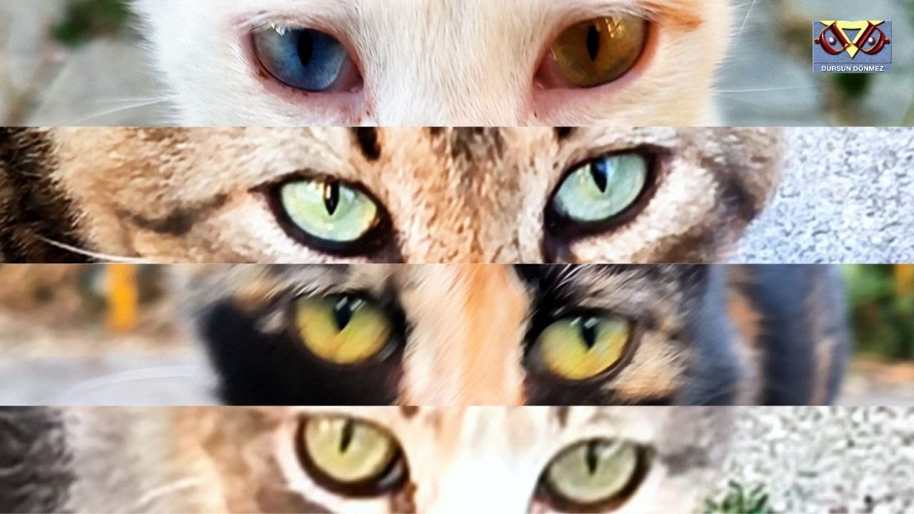 The Street Cat With Heterochromic Eyes Found Me A Warm Food Memory The street cat with heterochromic eyes found me a warm food memory