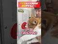火災報知器の点検あるある(80)タマ王は絶対押すなよ! #shorts