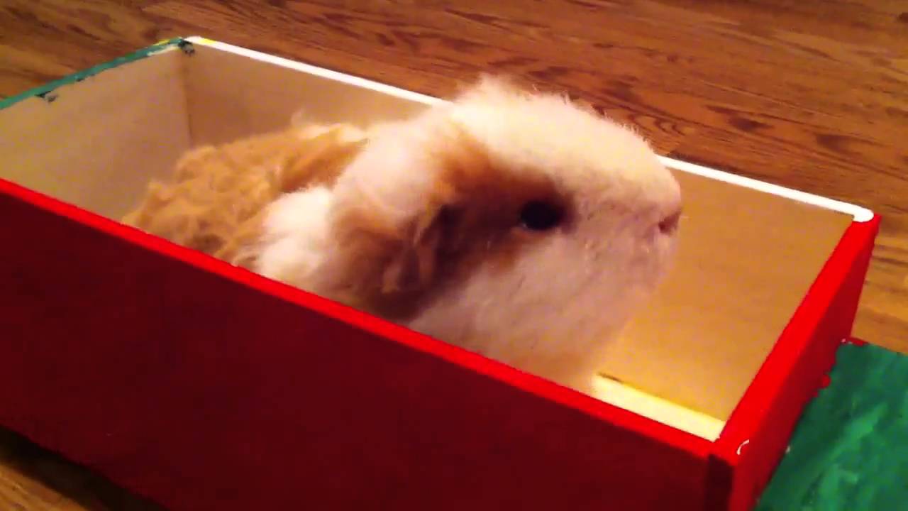 Guinea pig car YouTube Guinea pig car YouTube