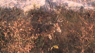WISE Trail Camera Software Promo Video screenshot 5
