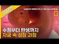 현미경으로 들여다 본 자궁 속의 성장