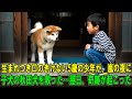 【奇跡の実話】生まれつき口のきけない5歳の少年が、嵐の夜に子犬の秋田犬を救った…翌日、奇跡が起こった。