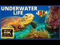 Underwater in 8k with relaxing music  8k visual l underwater life