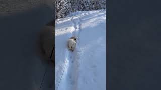 A Pekingese dog running and hopping in the snow.