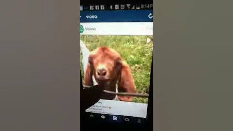 Talking goat