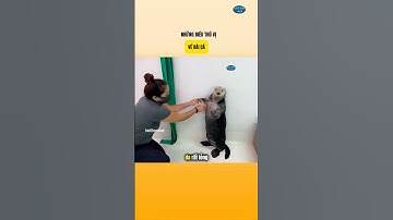 Những Điều Thú Vị Về Rái Cá | Biết Thêm Chút #nhungsuthatthuvi