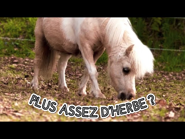 Museau Cheval Herbe Xs Museau De Pâturage Breezy Grazer Pour Cheval/Shetland Taille XS - Neuf Museau Pour Limiter Broutage