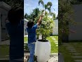 Trimming Bougainvillea: Step-by-Step Guide for Pruning and Shaping | Expert Tips and Techniques
