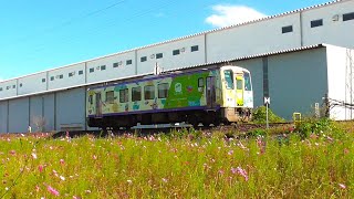 Cosmos field and the JR Kansai Main Line diesel trains near Iga-Ueno Station 伊賀上野駅近くのコスモス畑とＪＲ関西本線気動車