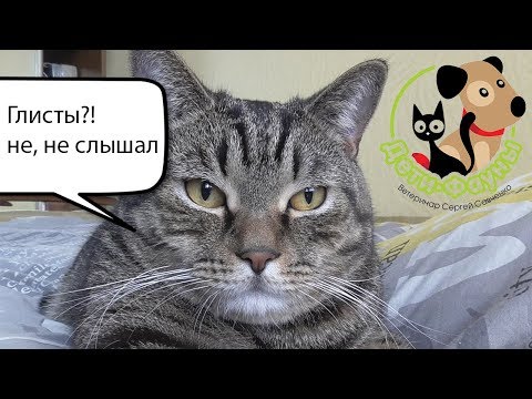 Видео: Могу ли я заразиться ленточными червями от своей кошки?