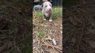 The cutest! #cutepuppies #americanbully #cutepitbull #puppy #cutenessoverload