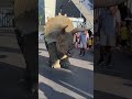 Triceratops in public #shorts #youtube #viral #youtubeshorts #like #fyp #yt #amazing  #hollywood