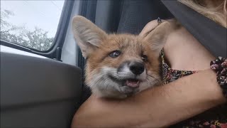 Foxie Fox First Car Ride