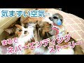 ﾐｰｱｷｬｯﾄ&ﾒｲﾝｸｰﾝ　ヒメちゃん怖い怖いの巻‥痛い視線を浴びてしどろもどろな様子が可愛い