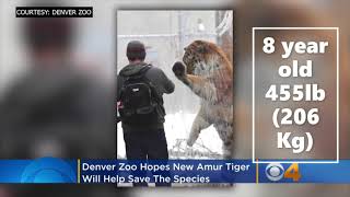 Siberian Tiger Weight- Lion Vs Tiger