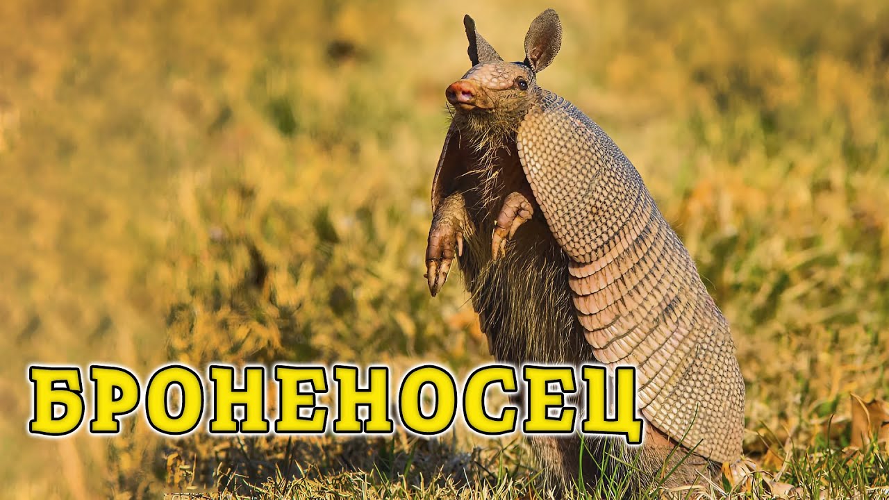 Броненосец. Живые танки природы.