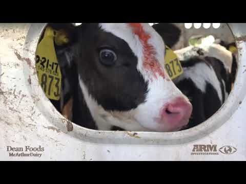 Video: McDonald's Drops U.S. Egg Dodavatel Over Farm Cruelty