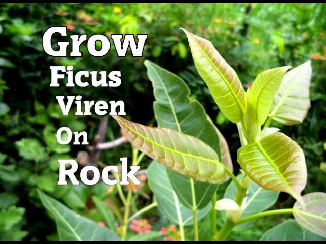 How To Grow Ficus Virens On Rock - MammalBonsai