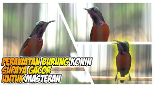 caring for konin birds so they sing well for masteran