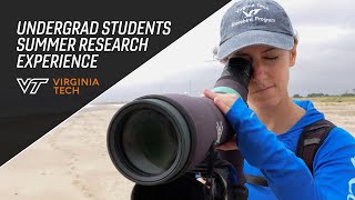 A closer look at shorebirds | Virginia Tech student's research experience