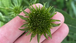 What to do about Echinacea (coneflower) Rosette Mites & how to distinguish from Aster Yellows Yes Yellow Coneflowers