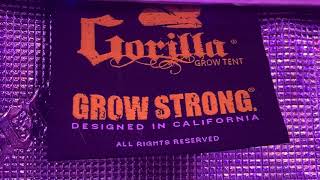Kind Led X² In A 4x4 Gorilla Tent