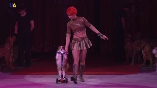 Цирковая дрессировка собак | Ровесник